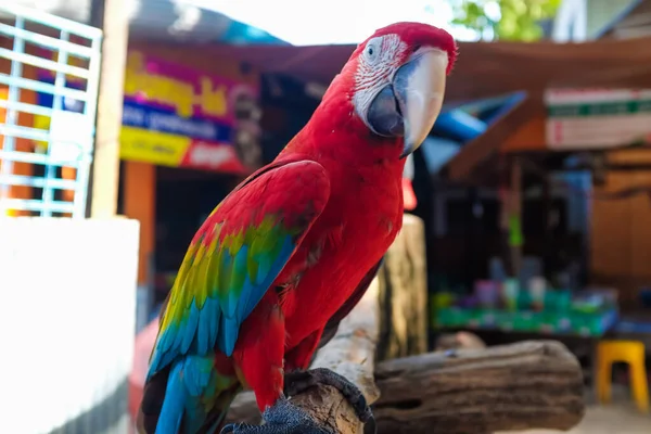 Kleurrijke Macao Papegaai Vogel Outdoor Schattig Dier — Stockfoto