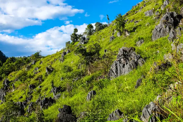 Tayland 'ın kuzeyinde Dağ Tepesi Yeşil Çayır Yarı Alp Ormanı
