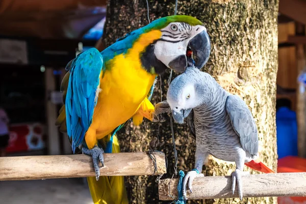 Bunte Macao Papagei Vogel Freien Niedliches Tier — Stockfoto