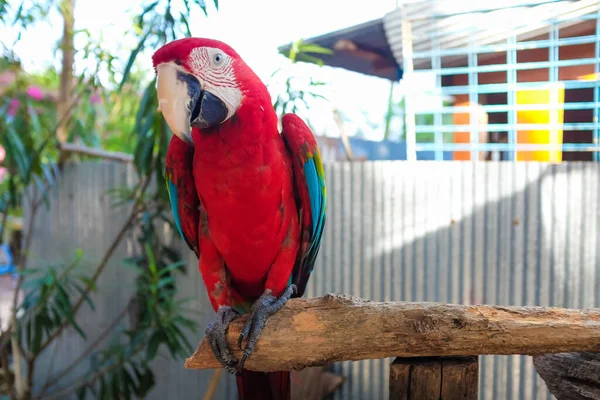 Kolorowe Makau Papuga Ptak Zewnątrz Słodkie Zwierzę — Zdjęcie stockowe