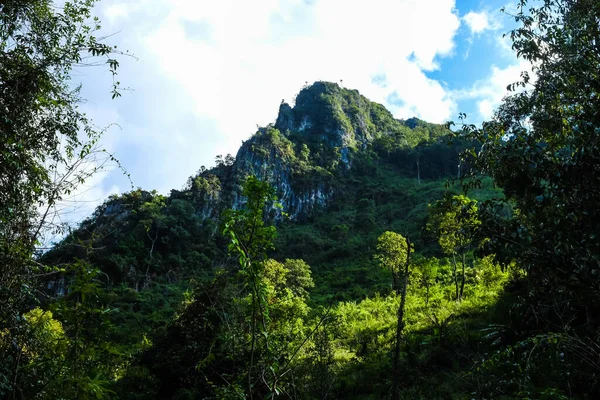 Tayland 'ın kuzeyinde Dağ Tepesi Yeşil Çayır Yarı Alp Ormanı