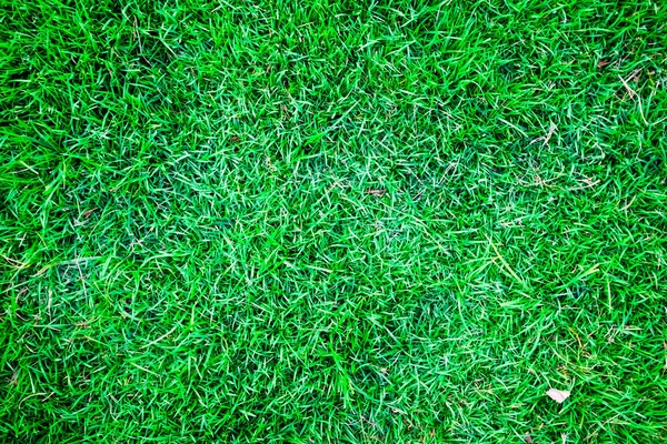 抽象的な緑の草の装飾テクスチャ植物の背景 — ストック写真