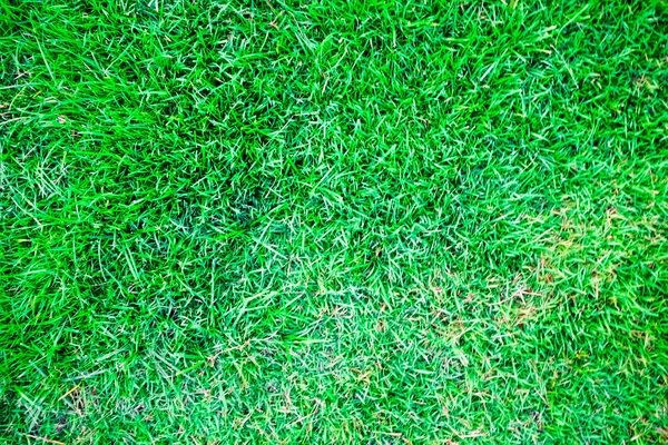 Soyut yeşil çimen dekorasyon dokusu flora arkaplan