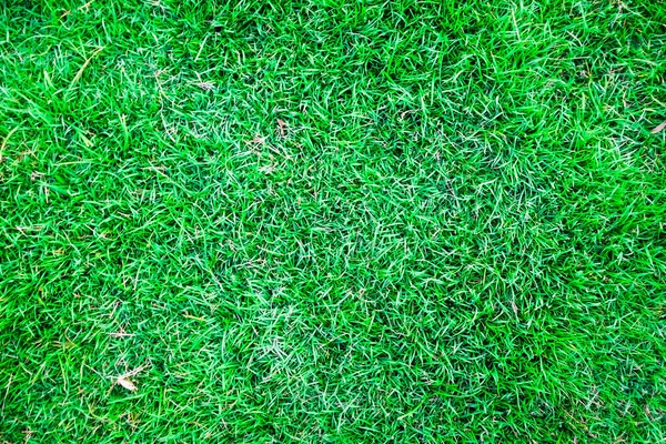 Αφηρημένο Πράσινο Γρασίδι Διακόσμηση Υφή Χλωρίδα Φόντο — Φωτογραφία Αρχείου