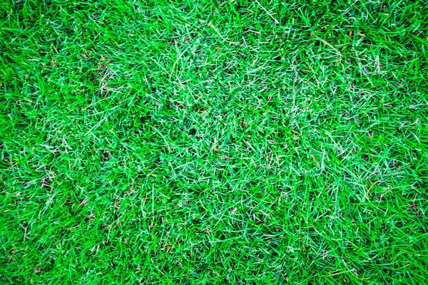 Soyut yeşil çimen dekorasyon dokusu flora arkaplan