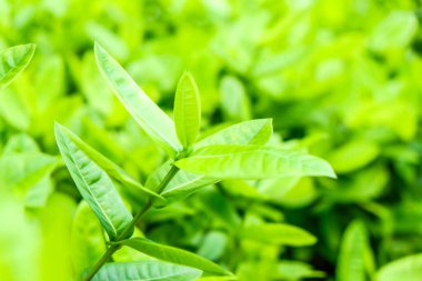 Taze yeşil ağaç yaprağı arka plan yaprakları seçici odak