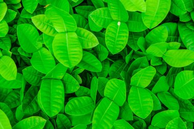 Taze yeşil ağaç yaprağı arka plan yaprakları seçici odak