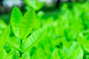 Taze yeşil ağaç yaprağı arka plan yaprakları seçici odak