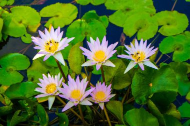 Park havuzu nilüferinde botanik nilüfer çiçeği grubu.