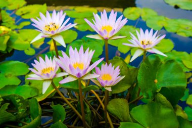 Park havuzu nilüferinde botanik nilüfer çiçeği grubu.