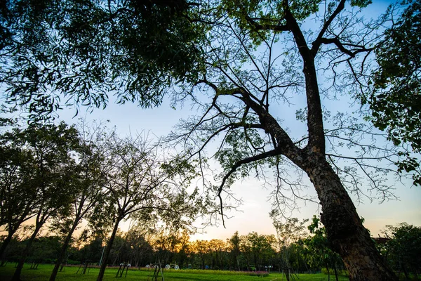 Sylwetka Zachód Słońca Światło Park Miejski Drzewem Kolorowe Niebo Krajobraz — Zdjęcie stockowe