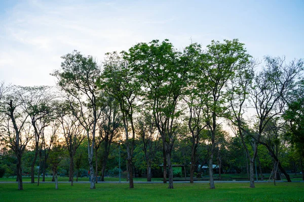 Силуэт Заката Света Городской Парк Деревьями Красочный Пейзаж Неба Природы — стоковое фото