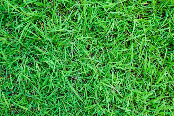 Зеленые Листья Травы Текстуры Природа Фон Реальная Трава — стоковое фото
