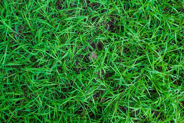 Folhagem Verde Grama Textura Natureza Fundo Grama Real — Fotografia de Stock