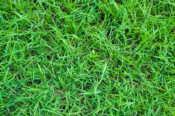 Grün Laub Gras Textur Natur Hintergrund Echtes Gras — Stockfoto