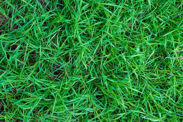 Πράσινο Φύλλωμα Γρασίδι Υφή Φύση Φόντο Πραγματικό Γρασίδι — Φωτογραφία Αρχείου