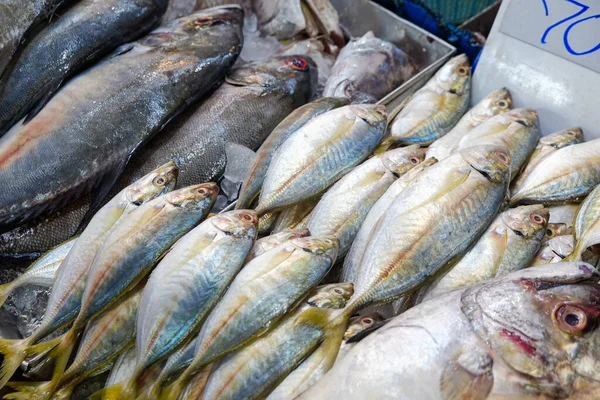 Various sea fish sell on ice in fresh fishery market seafood industry