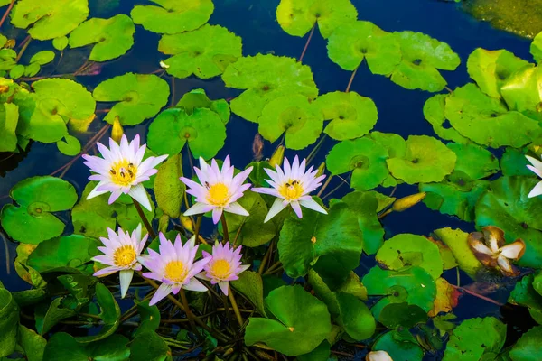 Grupo Flores Loto Botánico Lirio Agua Del Estanque Del Parque —  Fotos de Stock