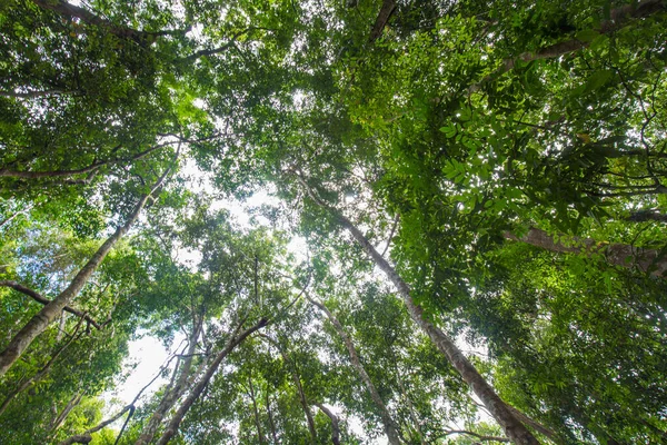 Groen Tropisch Regenwoud Opstand Uitzicht Met Zonnige Dag Natuur Landschap — Stockfoto