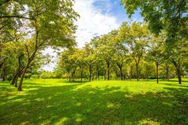 Ağaç parkındaki yeşil çayır çimenler güneşli gün doğası
