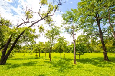 Ağaç parkındaki yeşil çayır çimenler güneşli gün doğası
