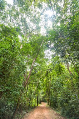 Yeşil tropikal yağmur ormanları yükselen manzara güneşli bir gün doğası ile