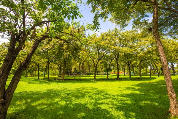 Zelená Louka Tráva Stromě Park Slunečný Lesk Den Příroda Krajina — Stock fotografie