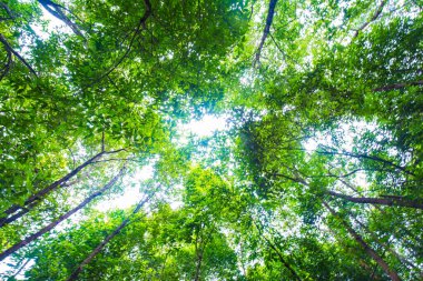 Tayland 'ın güneyindeki tropikal yağmur ormanlarının manzarası