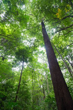 Tayland 'ın güneyindeki tropikal yağmur ormanlarının manzarası