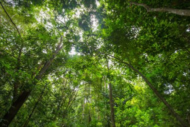 Tayland 'ın güneyindeki tropikal yağmur ormanlarının manzarası