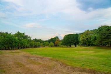 Şehir parkındaki yeşil ağaç parkı. Bulutlu mavi gökyüzü.