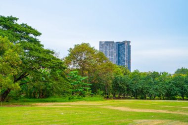 Şehir parkındaki yeşil ağaç parkı. Bulutlu mavi gökyüzü.