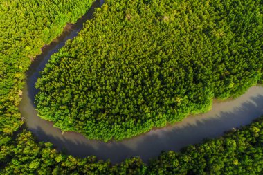 Deniz koyunda yeşil tropikal mangrov ormanı hava manzaralı ekoloji sistemi