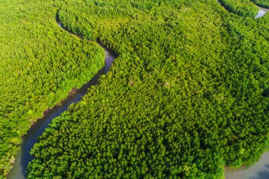 Deniz koyunda yeşil tropikal mangrov ormanı hava manzaralı ekoloji sistemi