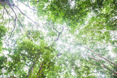 Yeşil ağaç yaprağı tropikal yağmur ormanları arka plan yükseliş manzarası