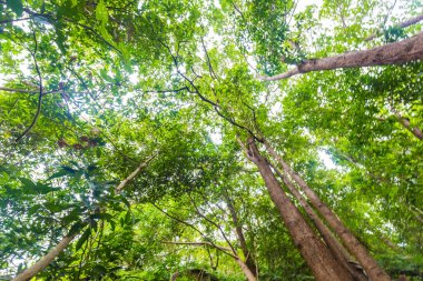 Yeşil ağaç yaprağı tropikal yağmur ormanları arka plan yükseliş manzarası