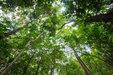 Yeşil ağaç yaprağı tropikal yağmur ormanları arka plan yükseliş manzarası