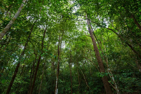 Paesaggio Albero Verde Foresta Pluviale Tropicale Nel Sud Della Thailandia — Foto Stock