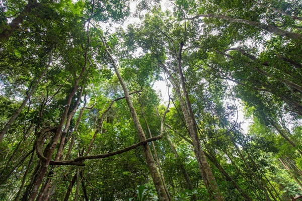 Paisaje Selva Tropical Árboles Verdes Sur Tailandia Paisaje Natural —  Fotos de Stock