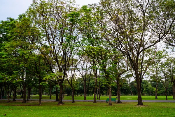 Grünes Wiesengras Baumpark Vor Blauem Himmel Naturlandschaft — Stockfoto