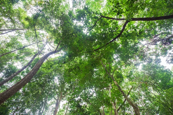 緑の木の葉熱帯雨林の自然背景 Uprisen View — ストック写真