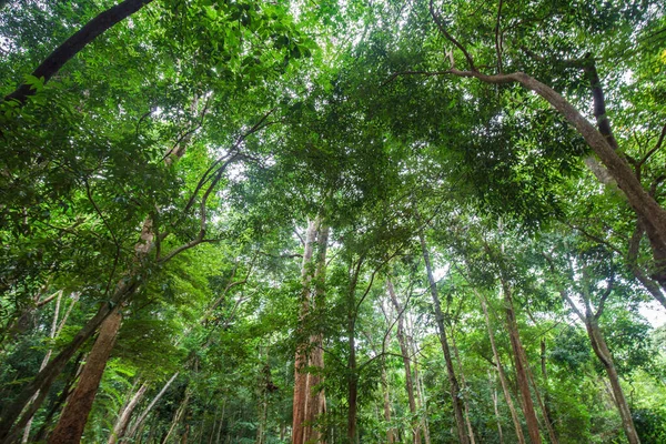 Hoja Árbol Verde Selva Tropical Naturaleza Fondo Vista Uprisen — Foto de Stock