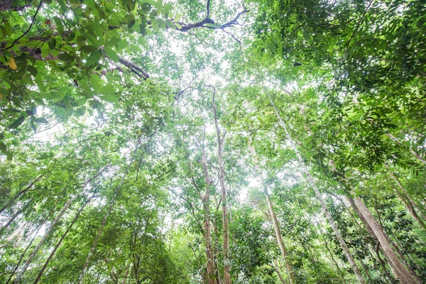 緑の木の葉熱帯雨林の自然背景 Uprisen View — ストック写真