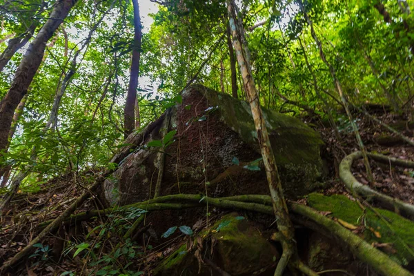 Albero Verde Foglia Tropicale Foresta Pluviale Natura Sfondo Uprisen Vista — Foto Stock