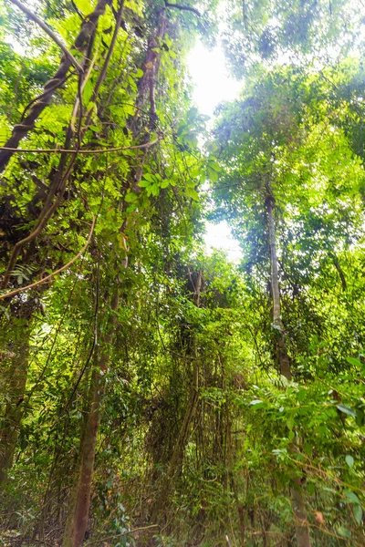 Albero Verde Foglia Tropicale Foresta Pluviale Natura Sfondo Uprisen Vista — Foto Stock