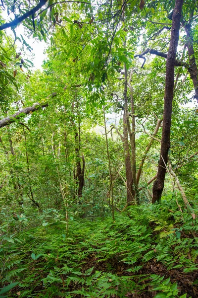 Albero Verde Foglia Tropicale Foresta Pluviale Natura Sfondo Uprisen Vista — Foto Stock