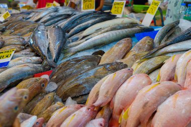 Various fresh sea fish sell in market seafood industry