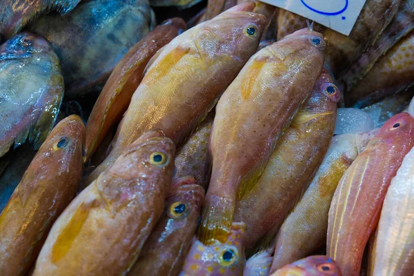 Various fresh sea fish sell in market seafood industry