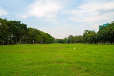 Green meadow grass in city park with tree forest nature landscape