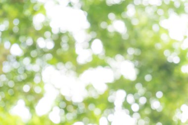 Bulanık yeşil yaprak doğa arka planı, doğa dekorasyonu